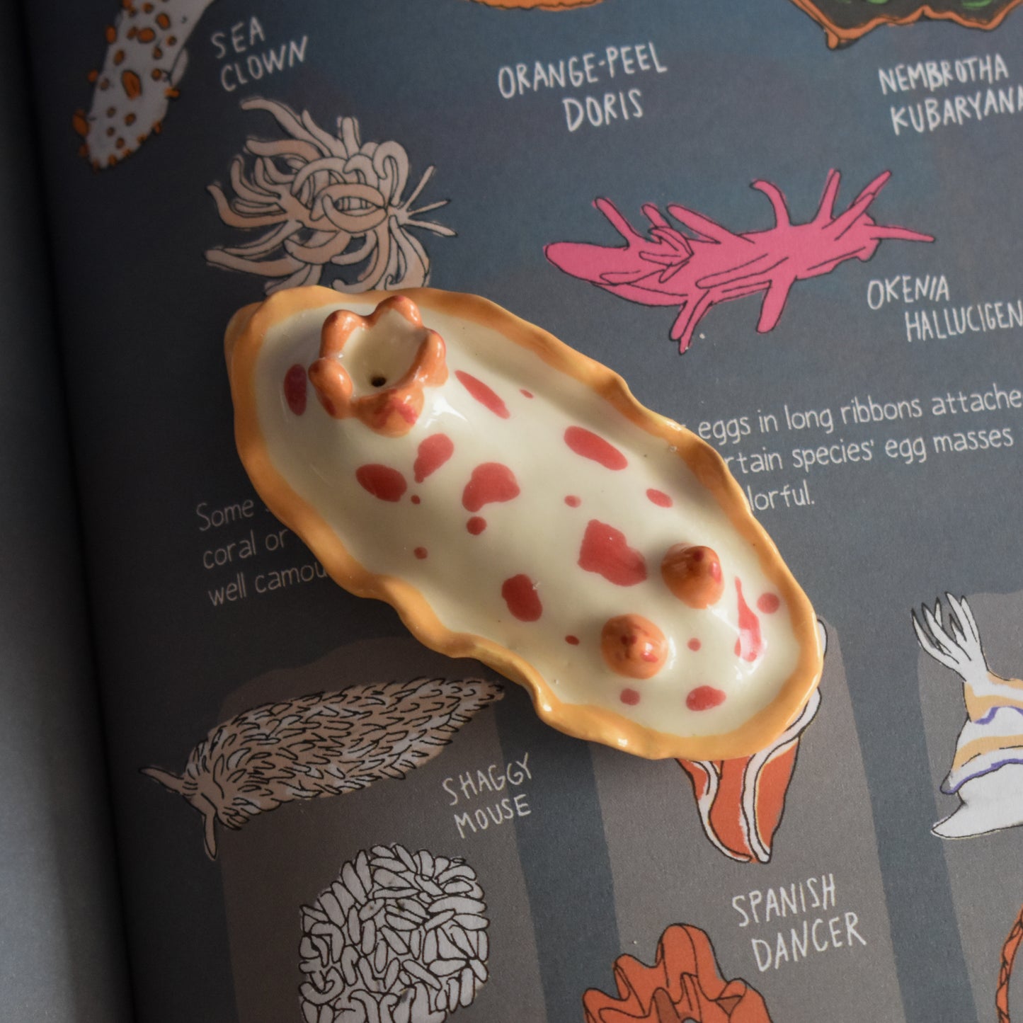 Nudibranquio portaincienso