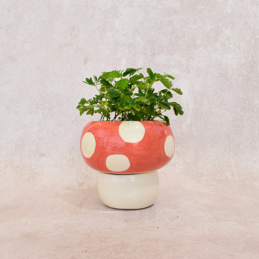 Maceta de hongo amanita