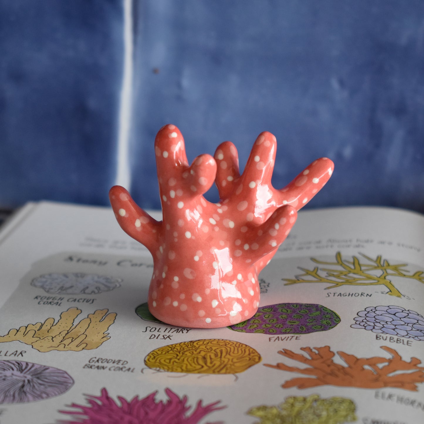 Coral rojo porta anillos
