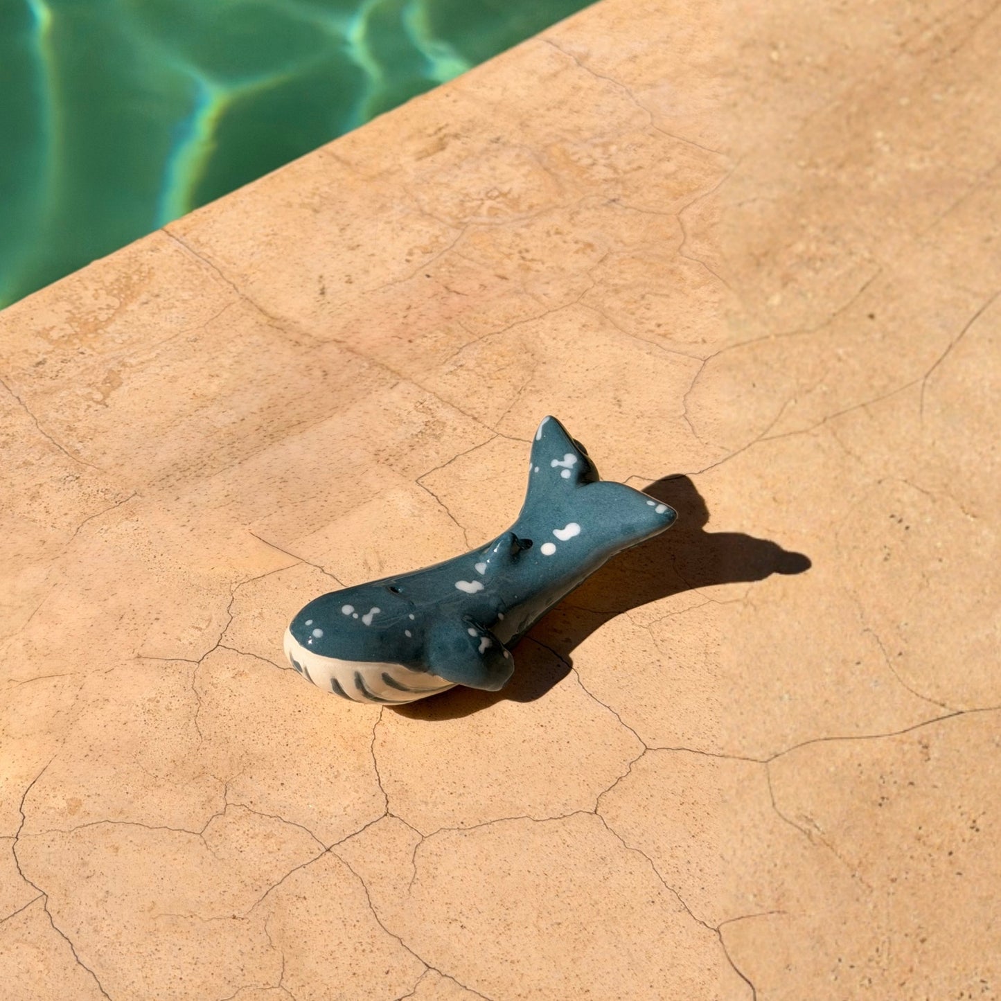 Ballena Jorobada